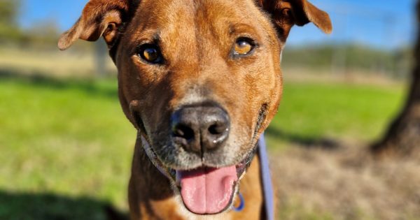 RSPCA Illawarra's Pets of the Week: Meet Boss and Commando