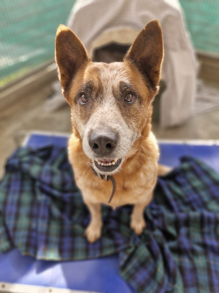 Two-year-old Jet has spent most of his life in a kennel.