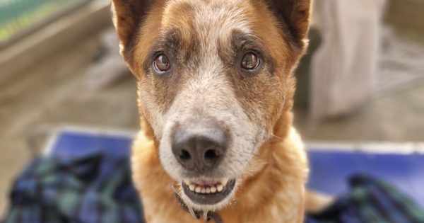 RSPCA Illawarra's Pets of the Week: Meet Jet and Leonardo!