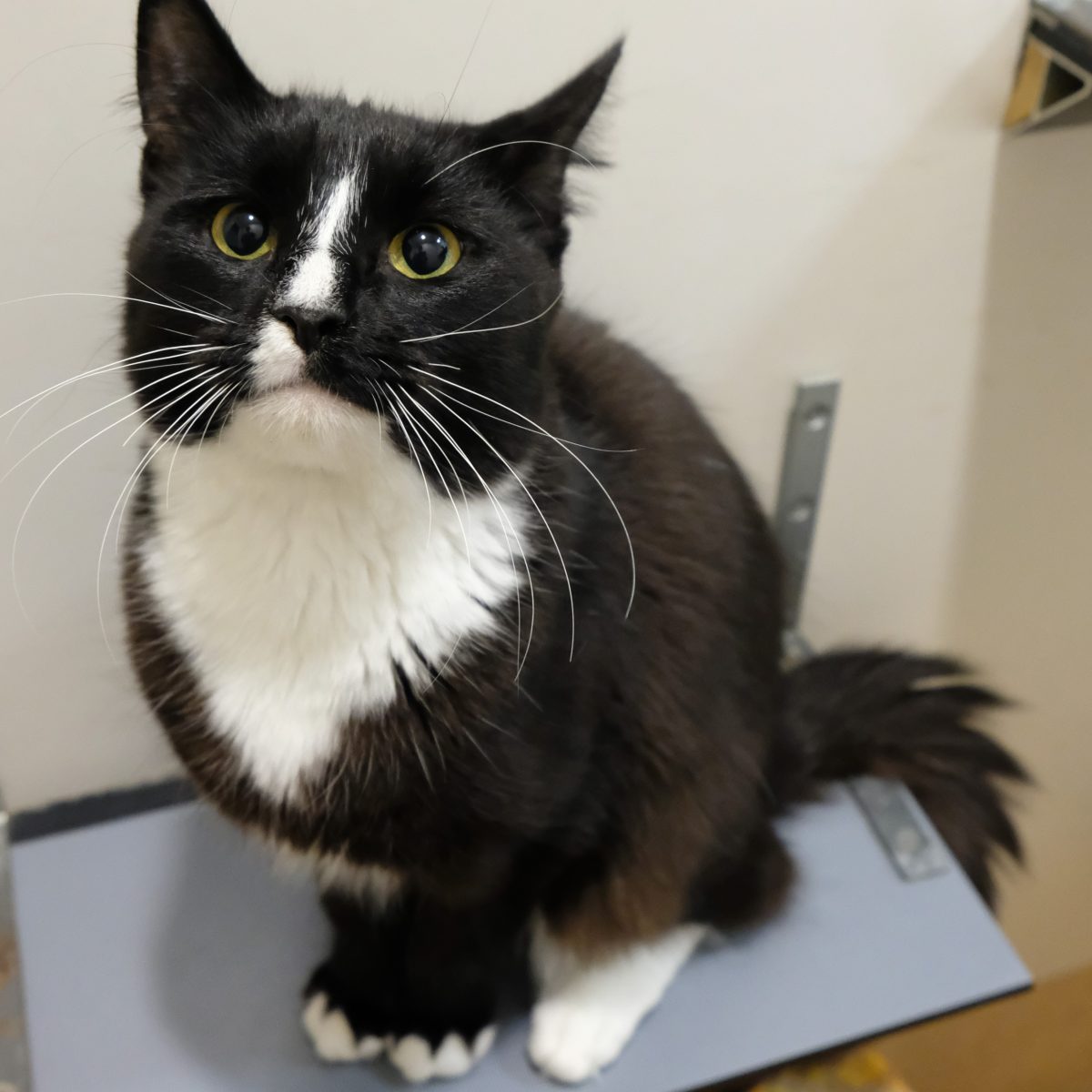 Jet is as dapper as he looks - and while it may take him a little while to let his hair down, once he loves you, he's the purrrfect gentleman.