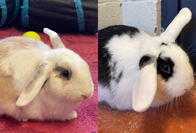 Jessie and Bubbles are best friends - and they're hoping to find their dream home together! 