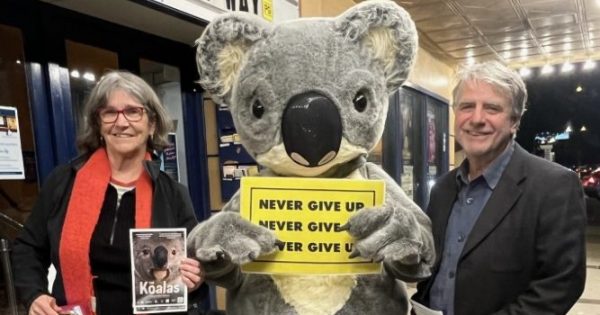 Documentary paints frightening picture of threat to koala population