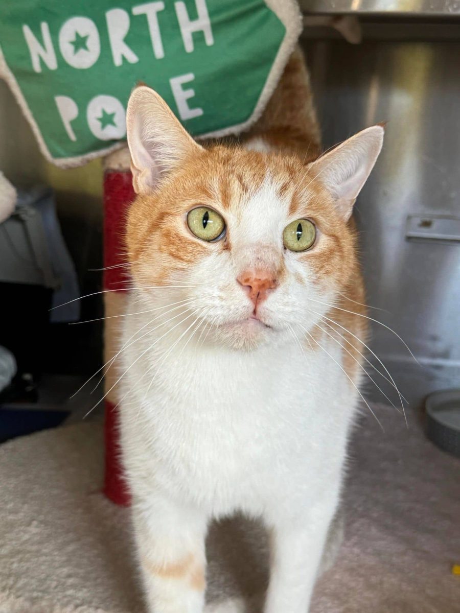 After a rough start to life, Alvin is looking for a home where he can join you for a Netflix and cuddle session on the sofa.