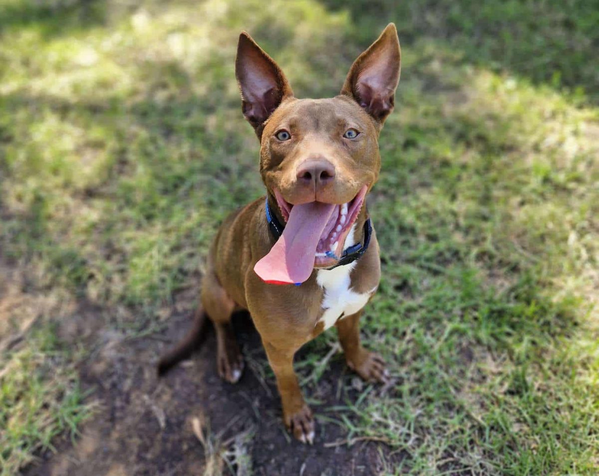 Good looking, smart and loves a cuddle - one-year-old Cardinal can't understand why he's been at the RSPCA Ilalwarra shelter for more than 160 days. Maybe you're the one who wants to be with him?