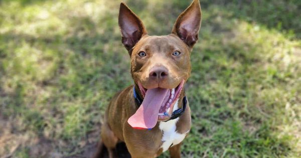 RSPCA Illawarra's Pets of the Week: Meet Cardinal and Polly!