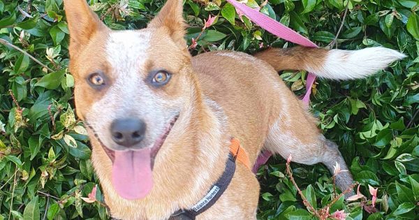 RSPCA Illawarra's Pets of the Week: Meet Frankie and Ralphee!