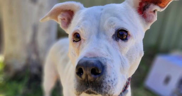 RSPCA Illawarra's Pets of the Week: Meet Marlo and Alvin!