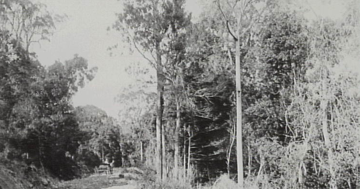 Blaxland conquered the Blue Mountains but failed in his bid to farm tobacco at Figtree