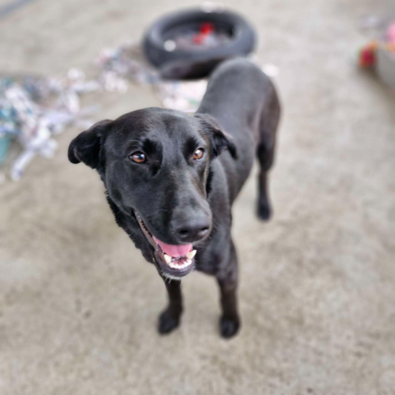 Sally is a black lab looking for a family to call her own!