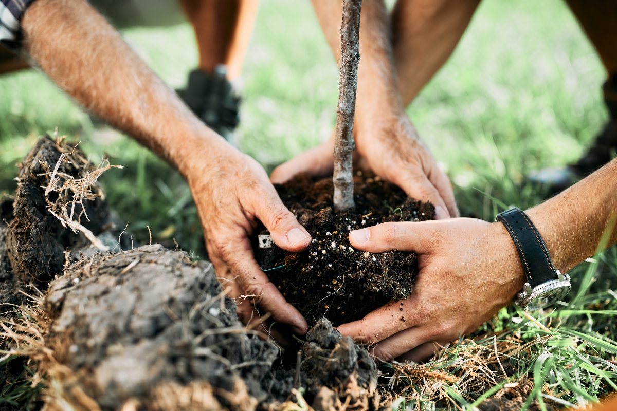 Close-up of senior man and his son planting a tree in nature