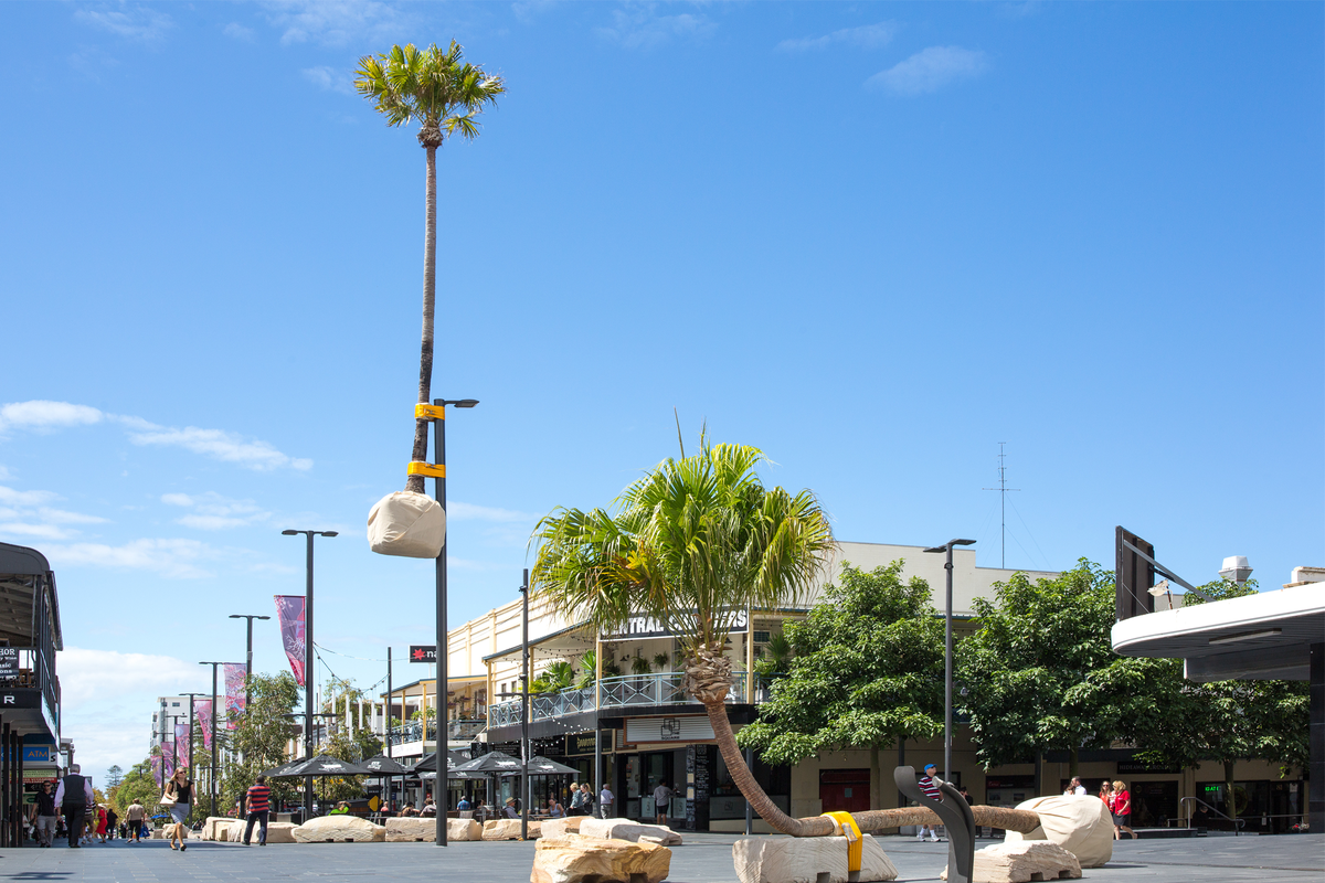 Crown Street Mall's palm tree is notorious, controversial - and maybe that's the point.