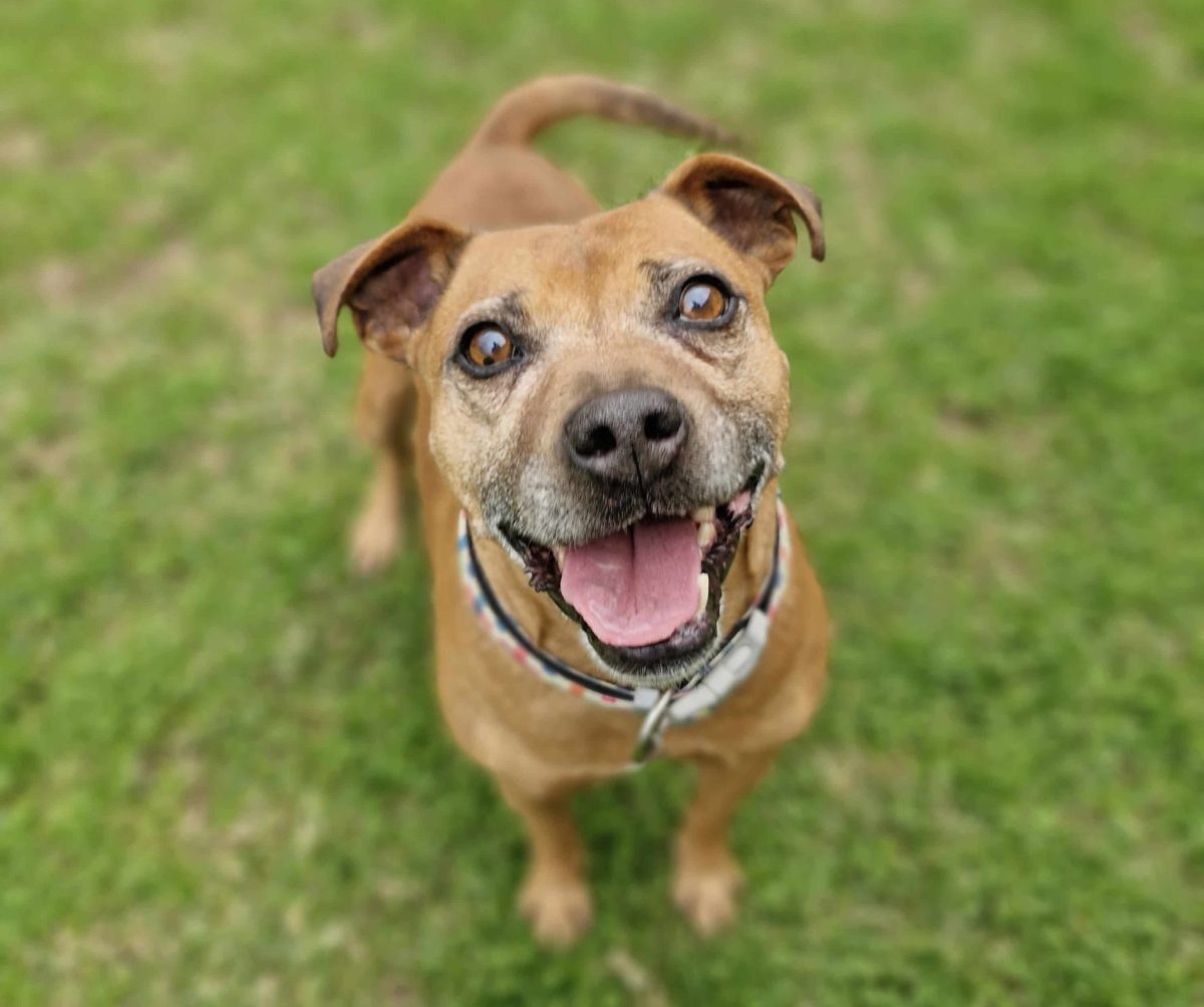 Pocket-sized staffy cross Goldie is here to win your heart and enrich your home. Is he the dog for you?