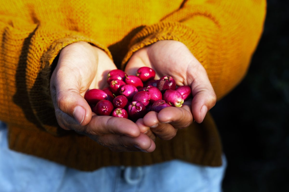 hands holding native Australian Lilly Pilly fruit