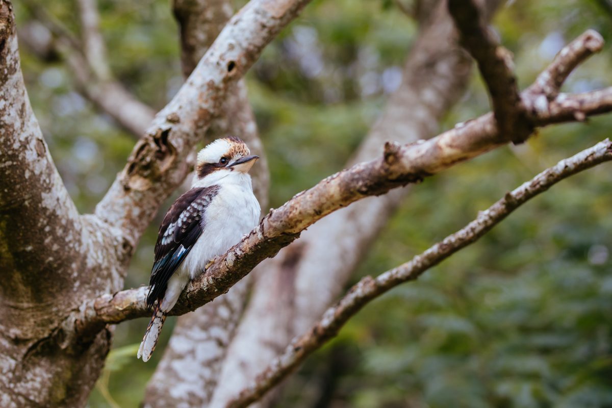 Kookaburra perched in a tree