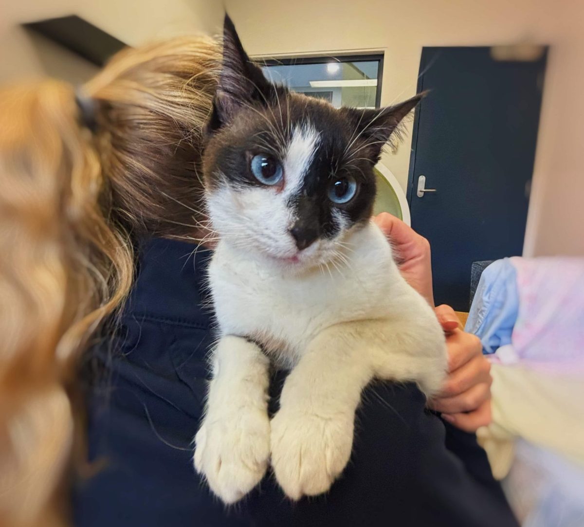 We're talking about the glamorous animals at the Illawarra RSPCA - this week, Snowshoe cat Polly.