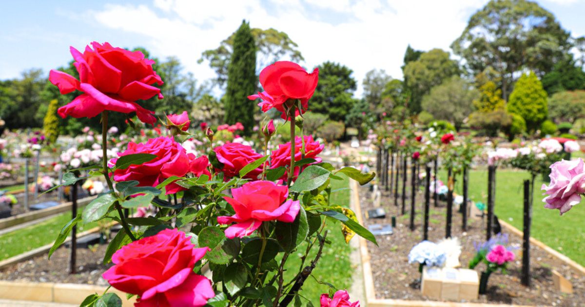 Roses in Wollongong Memorial Gardens.