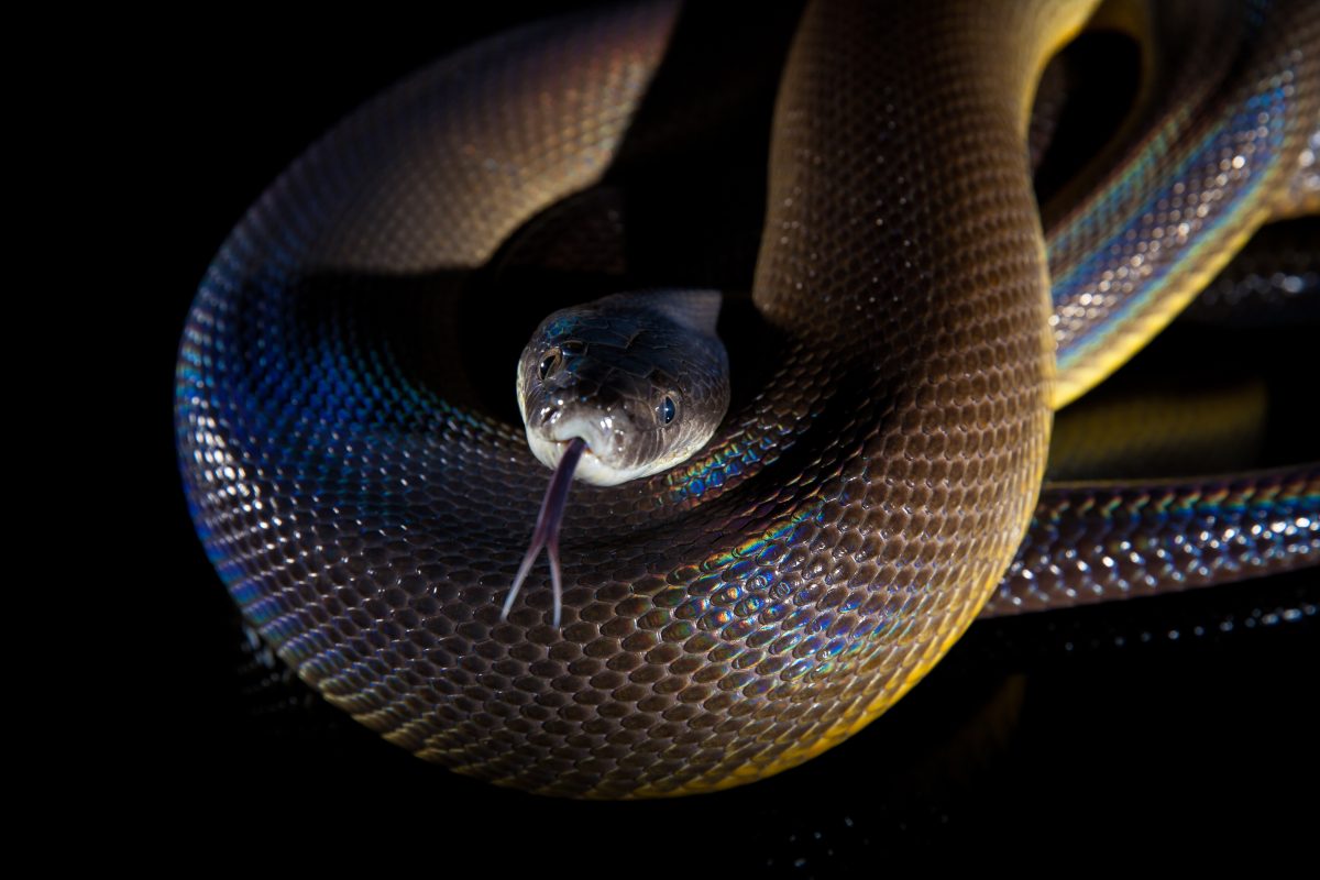 Single Rainbow Serpent Water Python - Liasis fuscus 