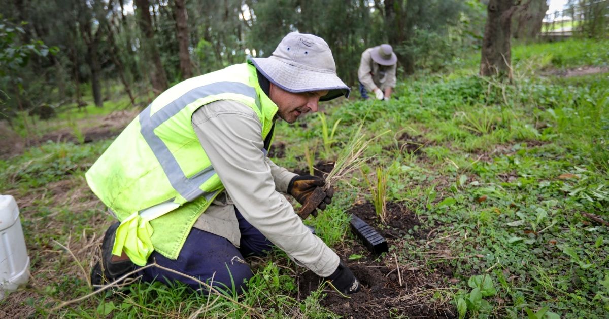 Man planting trees