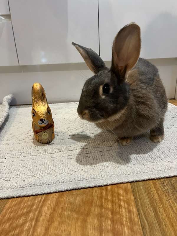 rabbit and chocolate rabbit