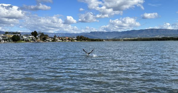 Should bays around Lake Illawarra be dredged? Hundreds of thousands allocated to investigation