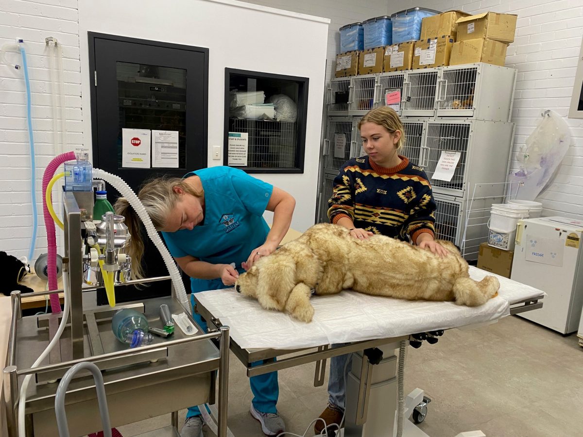 TAFE NSW Yallah vet nursing students Anna Cottam and Michelle Reid with the hi-tech canine mannequin. 