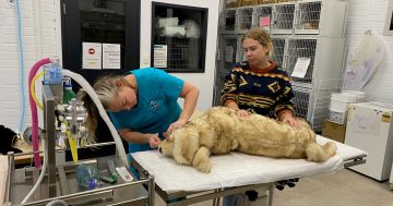 Yallah TAFE's pet project helps students practise their vet nursing skills