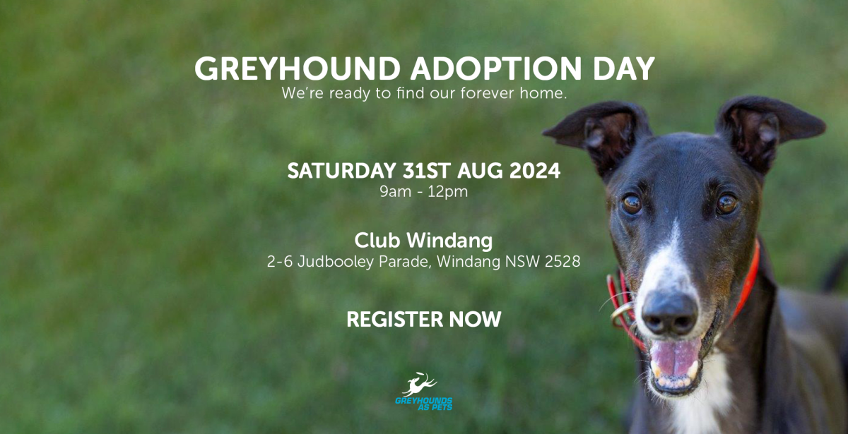 Banner for greyhound adoption day from Greyhounds As Pets featuring a greyhound