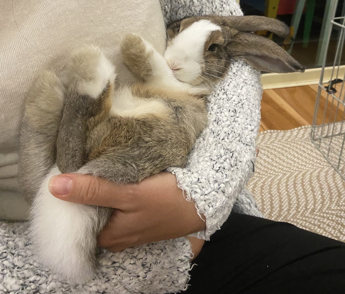 Bell the bunny cradles in a person's arms