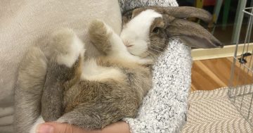 Vets warn rabbit owners to vaccinate now as deadly virus is released for feral population control