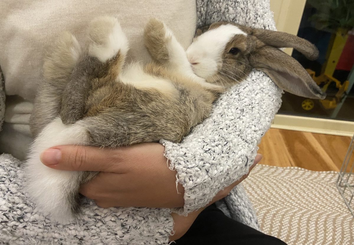 Bell the bunny cradles in a person's arms