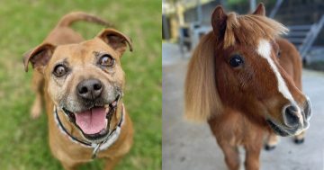 RSPCA Illawarra's Pets of the Week: Meet Goldie and Rufus!