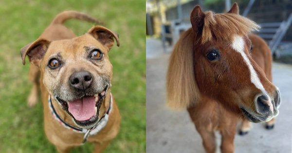 RSPCA Illawarra's Pets of the Week: Meet Goldie and Rufus!