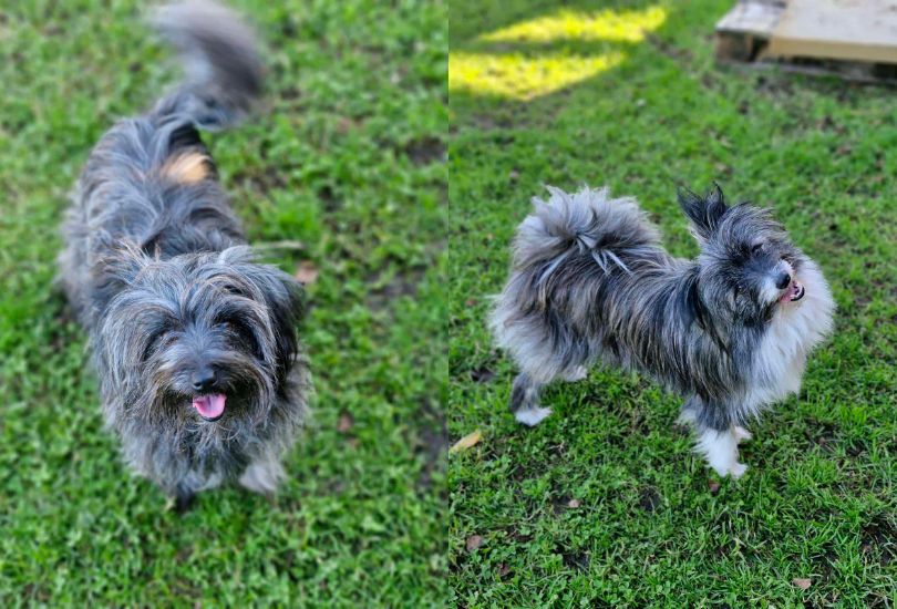 Dynamic duo Ruby and Maisy are this week's RSPCA Illawarra Pets of the Week.