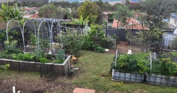 Illawarra Edible Garden Trail expands beyond northern suburbs with more than 30 gardens