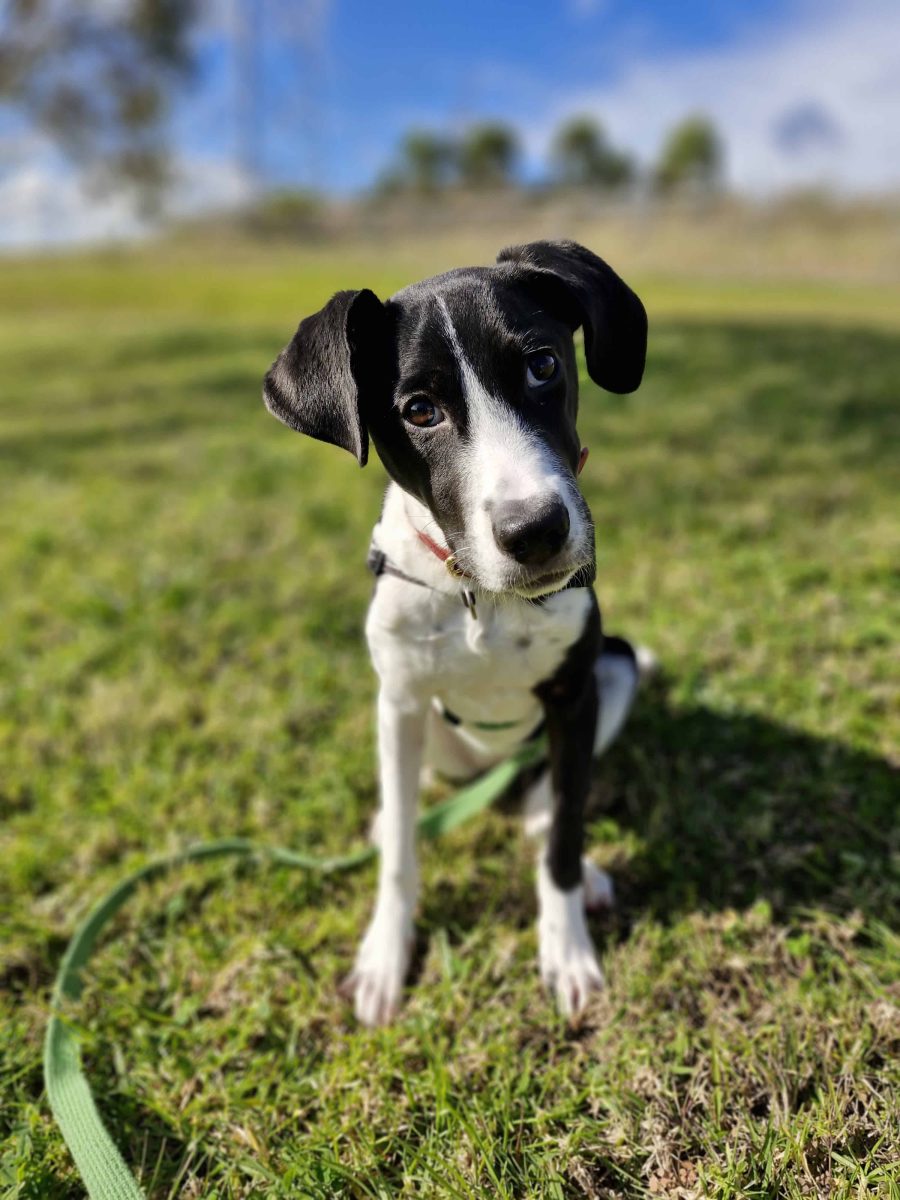 Five-month-old Zola has had a ruff start to life. This sweet, shy pup is hoping for a family that will show her how good things can be!