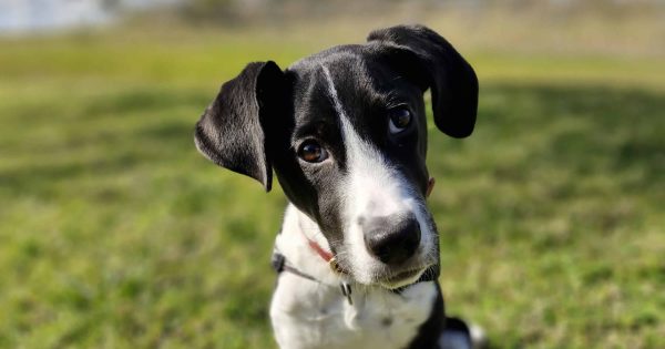 RSPCA Illawarra's Pets of the Week: Meet Zola and Leonie!