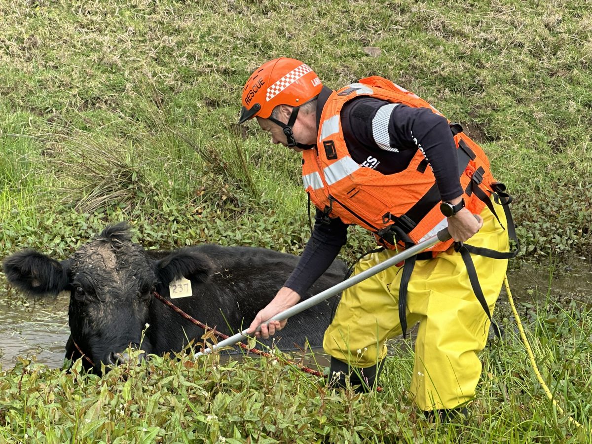 Man rescuing a cow from a creek