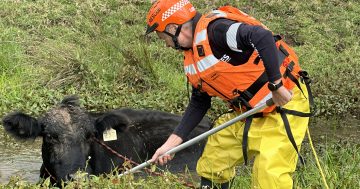 Kiama SES volunteers bail out bogged bovines, no bull