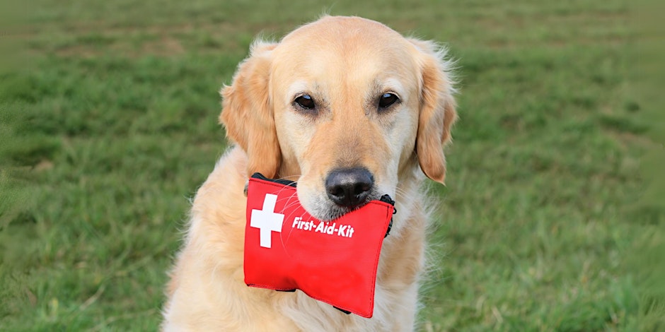 Golden retriever dog holds a red first aid kit in his mouth