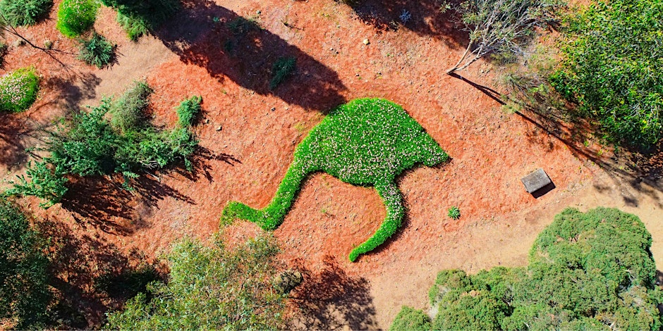 Grasses form shape of an emu on red earth