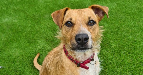 RSPCA Illawarra's Pets of the Week: Meet Pizza and Echo!