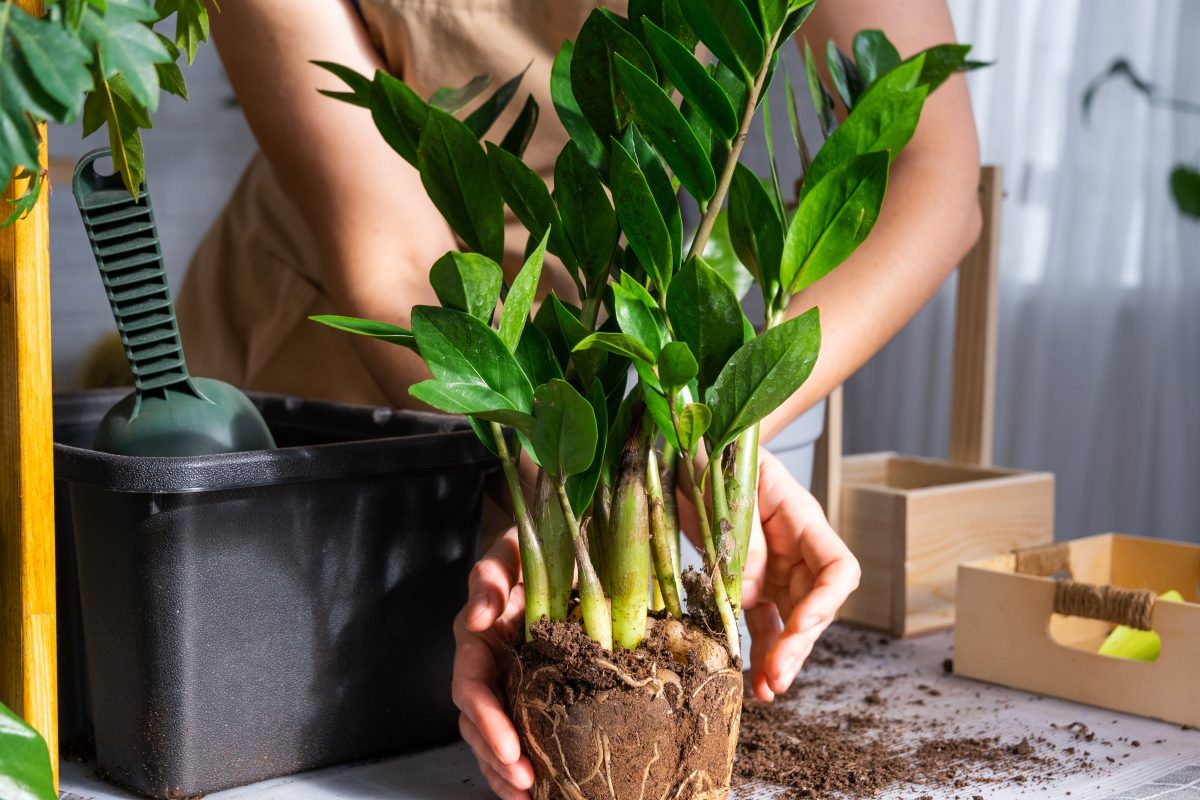 Repotting overgrown home plant succulent Zamioculcas with a lump of roots and bulb into new bigger pot