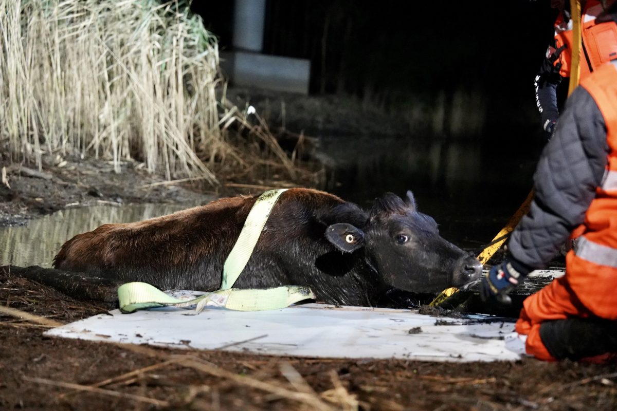 Cow stuck in swamp