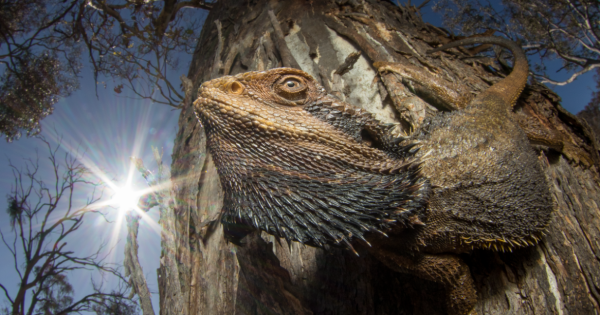 How a Wollongong biologist's chance encounter with a bearded dragon won him a prestigious international prize