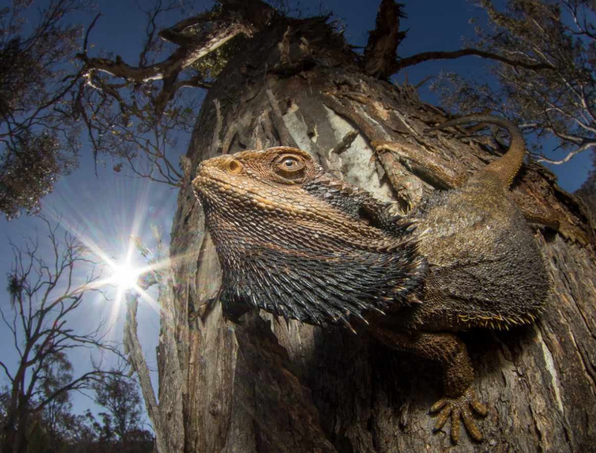 This shot, titled 'The Dragon and the Sun,' won University of Wollongong biologist Dr Damien Esquerre the British Ecological Society's annual photographic competition. 