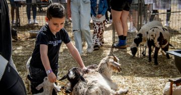 Dapto Country Show gallops into its 167th event by keeping animals at its heart