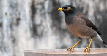 Battle of the backyard: When Myna birds are a major problem