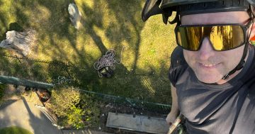 Perched high in the treetops, Dave has a bird's-eye view of the Illawarra