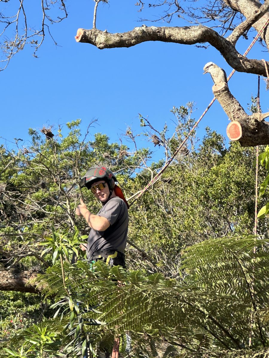 Man cutting down a tree