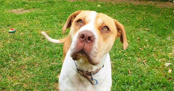 RSPCA Illawarra's Pets of the Week: Meet Ryah, Harvey and Norman!